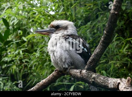 Kookaburra in einem Baum. Stockfoto