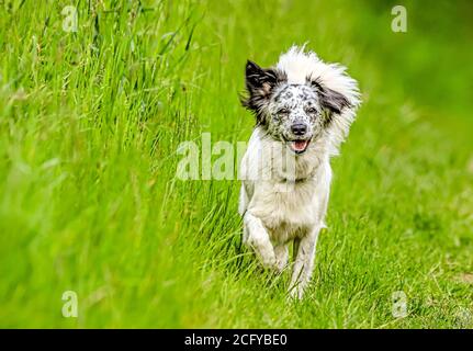 Der kleine Mischlingshund lief frei im hohen Gras - voller Lebensfreude! Stockfoto