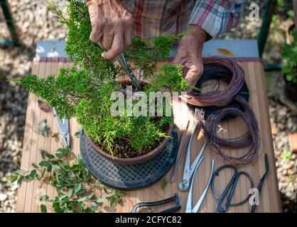 Bonsai-Künstler kümmert sich um seine Juniperos chinensis, schneiden Blätter und Zweige mit professionellen Werkzeugen. Stockfoto