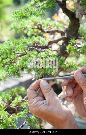 Bonsai-Künstler kümmert sich um seinen Cedrus libani Baum durch selektives Entfernen von Nadeln. Stockfoto