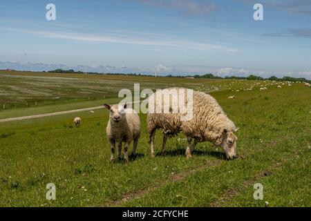 Schafe ruhen und grasen Gras auf dem Deich an der nordsee Stockfoto