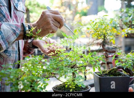 Bonsai-Künstler kümmert sich um seine Rosen mit selektiver Entfernung von Blättern. Stockfoto