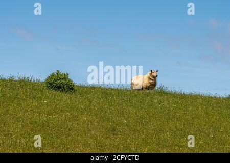 Schafe ruhen und grasen Gras auf dem Deich an der nordsee Stockfoto