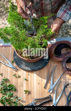 Bonsai-Künstler kümmert sich um seine Juniperos chinensis, schneiden Blätter und Zweige mit professionellen Werkzeugen. Stockfoto