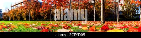 Herbstpanorama von goldenen Kirschblättern in einem kleinen Park, Dublin, Irland Stockfoto