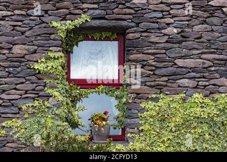 Rotes Fenster der Steinmauer Irisches Häuschen mit Blumen und Efeu wachsen auf der Fensterbank. Co Kerry, Irland Stockfoto