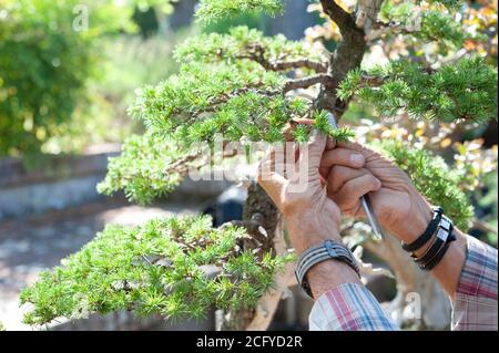 Bonsai-Künstler kümmert sich um seinen Cedrus libani Baum durch selektives Entfernen von Nadeln. Stockfoto