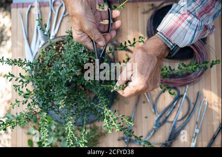 Bonsai-Künstler kümmert sich um seinen Baum, Schneiden Blätter und Zweige mit professionellen Werkzeugen. Stockfoto