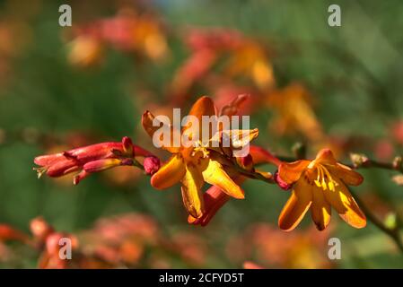 Wilde Orangenblüten. Wilde orange Crocosmia blüht im Frühherbst Stockfoto