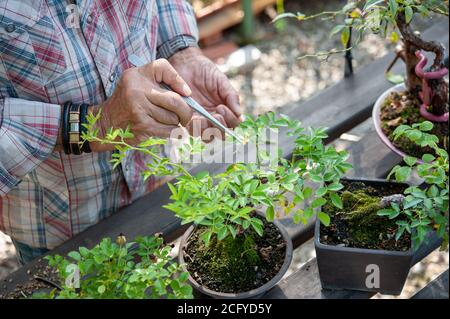 Bonsai-Künstler kümmert sich um seine Rosen mit selektiver Entfernung von Blättern. Stockfoto