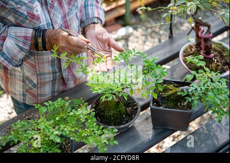 Bonsai-Künstler kümmert sich um seine Rosen mit selektiver Entfernung von Blättern. Stockfoto