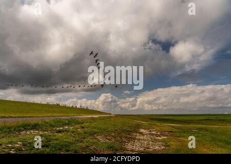 Brent Gänse fliegen vor der Nordseeküste, deutschland Stockfoto