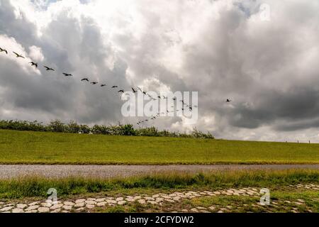 Brent Gänse fliegen vor der Nordseeküste, deutschland Stockfoto