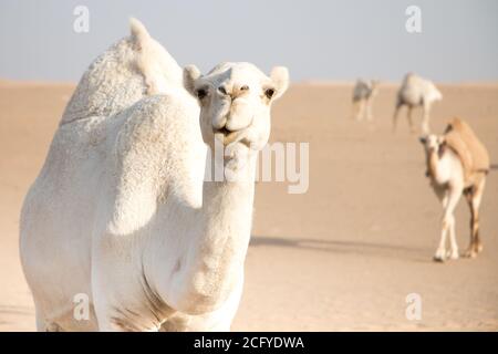 Weiße freundliche Kamel wandern frei in der Wüste von Kuwait von seinem beduinen shepard und mehr Kamele im Hintergrund geführt. Stockfoto