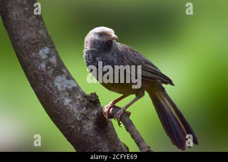 Gelber gelber Jungle Babbler auf einem Baum sitzend Stockfoto