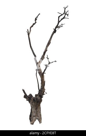 Dead Tree isoliert auf weißem Hintergrund, mit Beschneidungspfad. Stockfoto