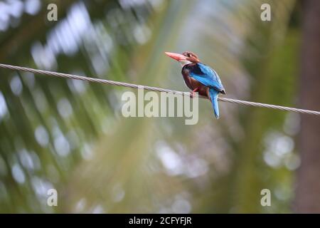 Weißer Eisvögel auf einem Draht. Blauer Eisvögel. Vogel-Hintergrund-Tapete. Bokeh grüner Hintergrund. Atemberaubender Vogel. Baum Eisvögel. Stockfoto