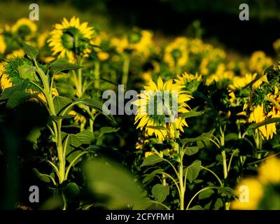 Große und helle Sonnenblumen auf dem Feld im Sommer Stockfoto