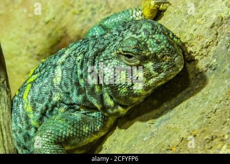 Kunstvolle Mastigure (Uromastyx ornata) ist eine Art von Eidechse aus der Familie Agamidae. Diese mittelgroßen Eidechsen gehören zu den farbenprächtigsten Mitgliedern. Stockfoto