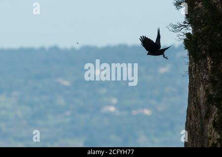 Eine Westjackdaw, die von einer steilen Klippe im Luberon, Frankreich, fliegt Stockfoto