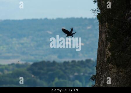 Eine Westjackdaw, die von einer steilen Klippe im Luberon, Frankreich, fliegt Stockfoto