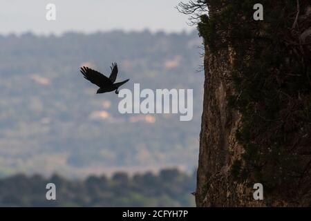 Eine Westjackdaw, die von einer steilen Klippe im Luberon, Frankreich, fliegt Stockfoto