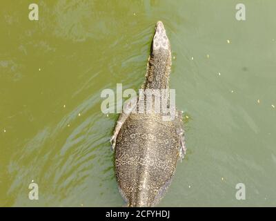 Wasserwächter Eidechse schwimmen im See Stockfoto