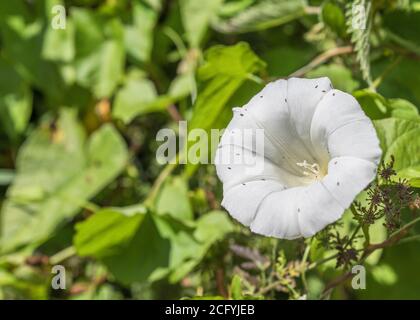 Close shot Blüten von Hedge Bindweed / Calystegia sepium wächst in einem UK hedgerow. Gewöhnliches Unkraut UK, lästiges Unkraut, Heckenpflanzen. Stockfoto