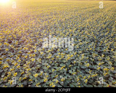 Hintergrund von schönen blühenden Sonnenblumen auf dem Feld mit dem Strahlen der Abendsonne. Stockfoto