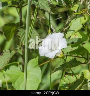 Close shot Blüten von Hedge Bindweed / Calystegia sepium wächst in einem UK hedgerow. Gewöhnliches Unkraut UK, lästiges Unkraut, Heckenpflanzen. Stockfoto