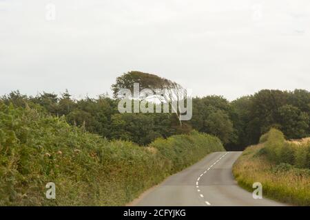 Windswept Tree, Totnes, Devon, England, Vereinigtes Königreich. Stockfoto