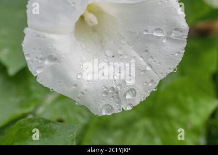 Nahaufnahme von Regentropfen auf Blüten von Hedge Bindweed / Calystegia sepium, die in einer britischen Heckenweide wachsen. Unkraut UK, lästige Unkraut. Stockfoto