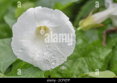 Nahaufnahme von Regentropfen auf Blüten von Hedge Bindweed / Calystegia sepium, die in einer britischen Heckenweide wachsen. Unkraut UK, lästige Unkraut. Stockfoto