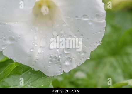 Nahaufnahme von Regentropfen auf Blüten von Hedge Bindweed / Calystegia sepium, die in einer britischen Heckenweide wachsen. Unkraut UK, lästige Unkraut. Stockfoto