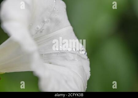 Nahaufnahme von Regentropfen auf Blüten von Hedge Bindweed / Calystegia sepium, die in einer britischen Heckenweide wachsen. Unkraut UK, lästige Unkraut. Stockfoto