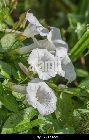 Nahaufnahme von Regentropfen auf Blüten von Hedge Bindweed / Calystegia sepium, die in einer britischen Heckenweide wachsen. Unkraut UK, lästige Unkraut. Stockfoto