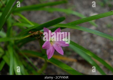 Regenlilie (auch Zephyranthes oder Fairy Lily genannt) kommt von der Tendenz dieser Pflanze zu blühen, nachdem diese Pflanze genug Niederschlag bekommt. Stockfoto