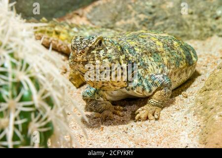 Kunstvolle Mastigure (Uromastyx ornata) ist eine Art von Eidechse aus der Familie Agamidae. Diese mittelgroßen Eidechsen gehören zu den farbenprächtigsten Mitgliedern. Stockfoto