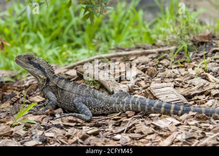 Der australische Wasserdrache (Intellagama lesueurii, ehemals Physignathus lesueurii) ist eine arboreale Agamidart, die in Ostaustralien beheimatet ist. Stockfoto