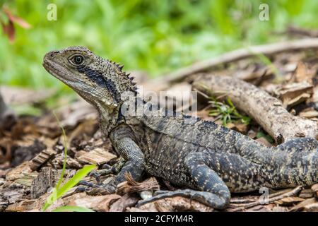 Der australische Wasserdrache (Intellagama lesueurii, ehemals Physignathus lesueurii) ist eine arboreale Agamidart, die in Ostaustralien beheimatet ist. Stockfoto