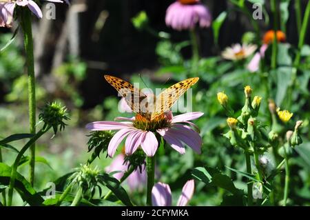 Der rothaarige große Schmetterling sitzt auf einem rosa Echinacea. Sonniger Sommertag. Rückansicht. Stockfoto