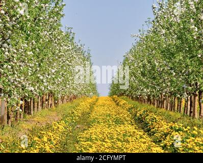 Apfelgarten im Frühling in voller Blüte. Zwischen den Reihen blühender Bäume ein Feld von gelben Löwenzahn. Stockfoto