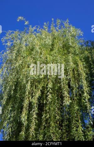 Weidenbaum (Salix Alba Tristis) Stockfoto