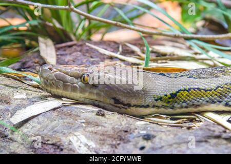 Die Netzpython (Malayopython reticulatus) ist eine Schlangenart aus der Familie der Pythonidae. Die Art ist in Südasien und IM MEER beheimatet Stockfoto