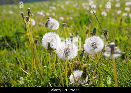 Löwenzahn (Taraxacum) in Samen Stockfoto