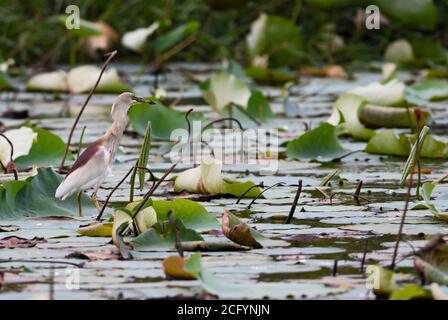 Indian Pond-Reiher - Ardeola greyii, schöne braune und weiße Reiher aus asiatischen Süßwasser und Feuchtgebiete, Sri Lanka. Stockfoto