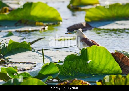 Indian Pond-Reiher - Ardeola greyii, schöne braune und weiße Reiher aus asiatischen Süßwasser und Feuchtgebiete, Sri Lanka. Stockfoto