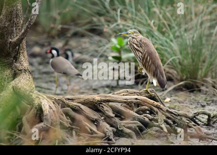 Indian Pond-Reiher - Ardeola greyii, schöne braune und weiße Reiher aus asiatischen Süßwasser und Feuchtgebiete, Sri Lanka. Stockfoto