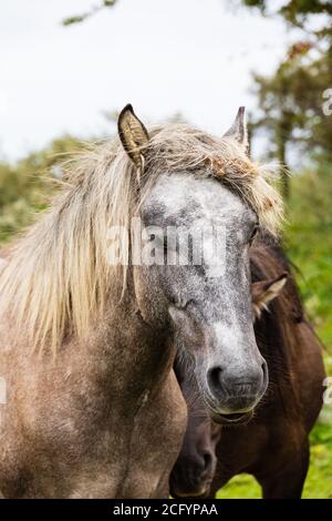 Highland Ponys brachten in die Gräser im Gibraltar Point Nature Reserve, in der Nähe von Skegness, Lincolnshire, England grasen. Stockfoto