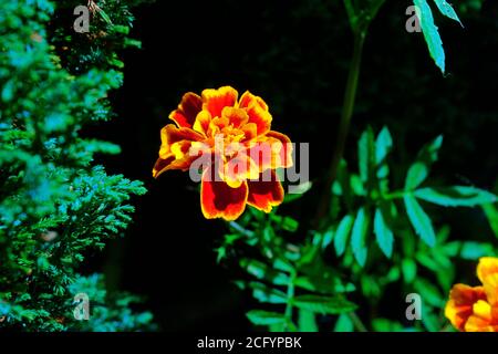 WUNDERSCHÖNE RINGELBLUME Stockfoto